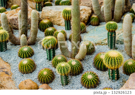 Collection beautiful prickly cacti in the greenhouse 132926123