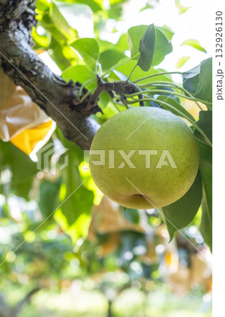 二十世紀梨　(鳥取県湯梨浜町） 132926130