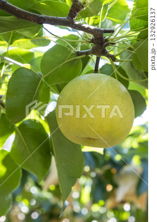 二十世紀梨　(鳥取県湯梨浜町） 132926137