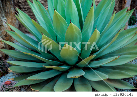 Beautiful macro shots of prickly cactus. Background and textures Beautiful macro shots of prickly cactus. Background and textures 132926143