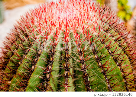 Beautiful macro shots of prickly cactus. Background and textures Beautiful macro shots of prickly cactus. Background and textures 132926146