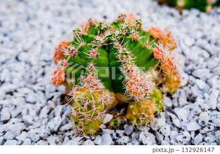 Collection beautiful prickly cacti in the greenhouse Collection beautiful prickly cacti in the greenhouse 132926147