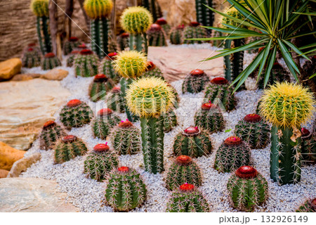 Collection beautiful prickly cacti in the greenhouse Collection beautiful prickly cacti in the greenhouse 132926149