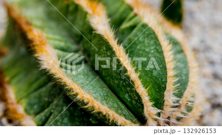 Collection beautiful prickly cacti in the greenhouse Collection beautiful prickly cacti in the greenhouse 132926153