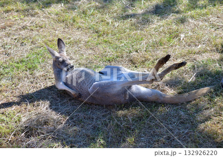 腹筋を鍛えるアカカンガルー 132926220