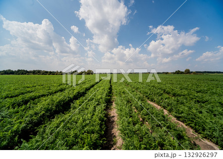 Long field and rows of carrots. Blue summer sky. 132926297