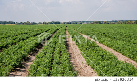 Long field and rows of carrots. Blue summer sky. 132926314
