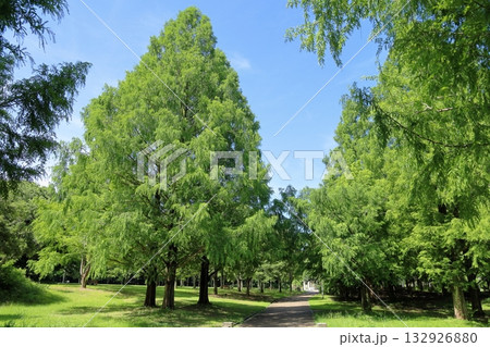 夏の公園 メタセコイアの木 夏の公園 メタセコイアの木 132926880