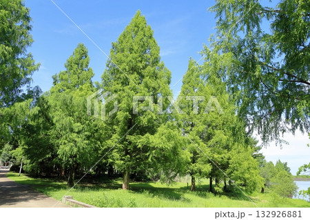 夏の公園　メタセコイアの木 132926881