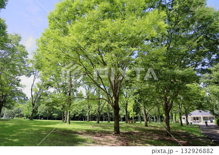 夏の公園　欅の林 132926882