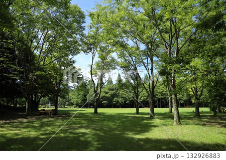 夏の公園　欅の林 132926883