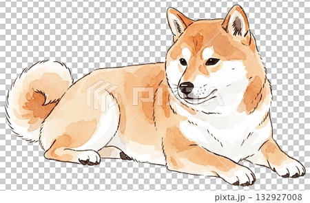 躺著的柴犬 132927008