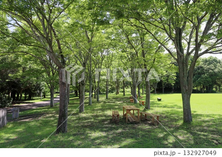 夏の公園　爽やか　雑木林 132927049