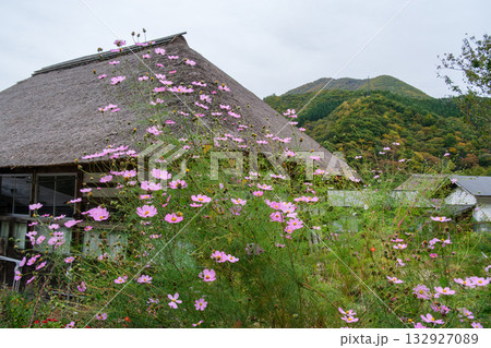 古民家とコスモス 132927089