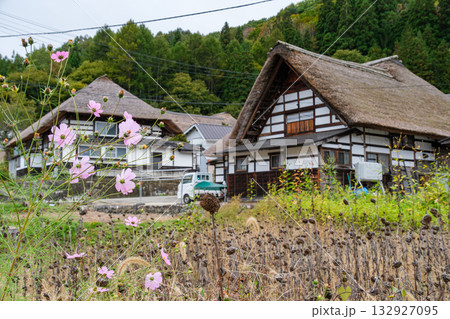 茅葺屋根とコスモス 132927095