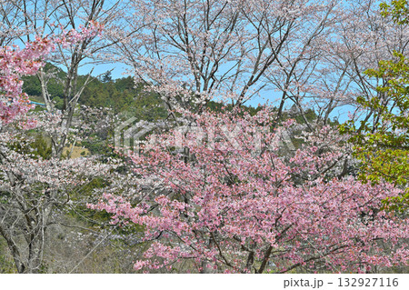 満開の虎山千本桜 山里の春 東秩父村 満開の虎山千本桜 山里の春 東秩父村 132927116