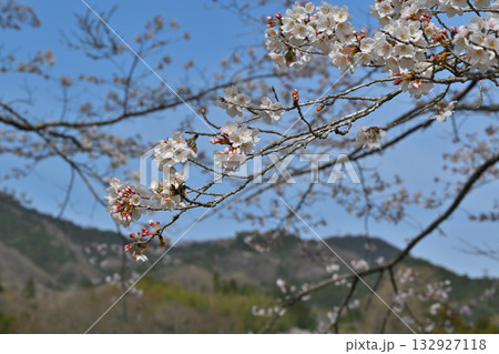 満開の虎山千本桜　山里の春　東秩父村 132927118