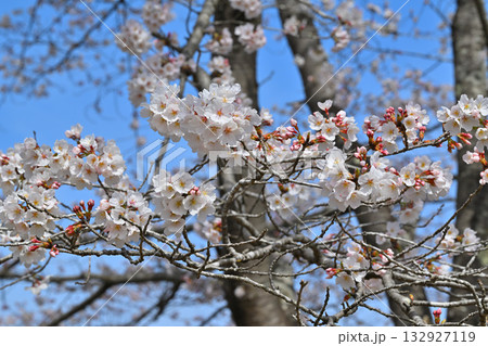 満開の虎山千本桜 山里の春 東秩父村 満開の虎山千本桜 山里の春 東秩父村 132927119
