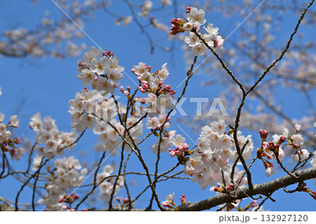 満開の虎山千本桜 山里の春 東秩父村 満開の虎山千本桜 山里の春 東秩父村 132927120
