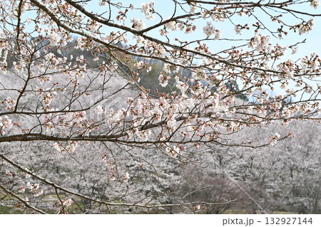 満開の虎山千本桜　山里の春　東秩父村 132927144
