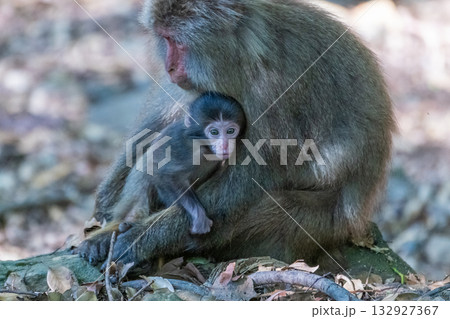 ヤクザル親子 くつろぐ 世界自然遺産屋久島(夏 ヤクザル親子 くつろぐ 世界自然遺産屋久島(夏 132927367