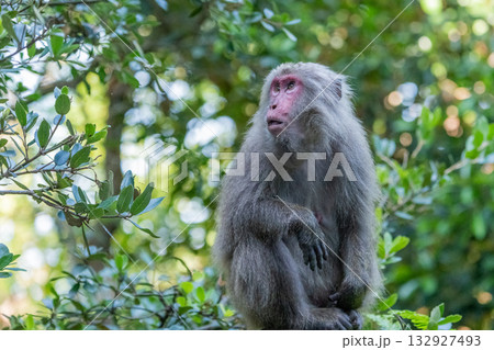 ヤクザル　くつろぐ　世界自然遺産屋久島(夏 132927493
