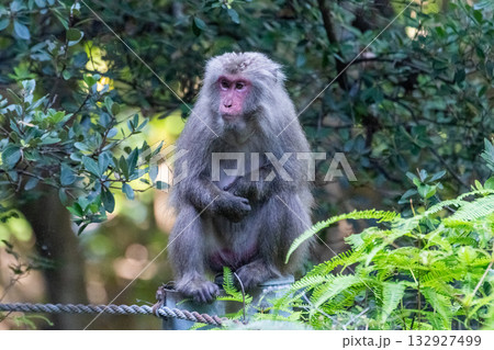 ヤクザル くつろぐ 世界自然遺産屋久島(夏 ヤクザル くつろぐ 世界自然遺産屋久島(夏 132927499