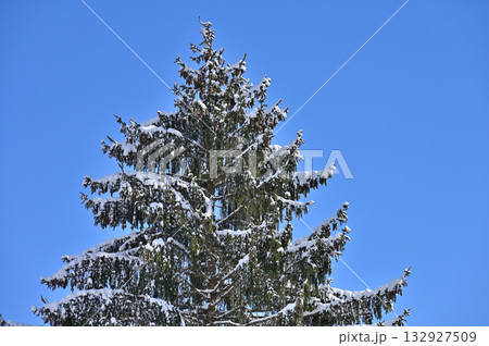 Xmasイメージ（2）雪を被った針葉樹 132927509