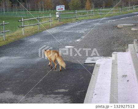 ゴルフ場から森への家路を急ぐキタキツネ　（晩秋の北海道ゴルフ場） 132927513