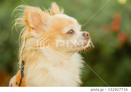 Chihuahua dog with long hair in clothes in the garden. 132927716