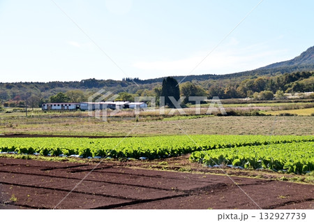 緑色の葉が残る飯綱東高原の野菜畑 緑色の葉が残る飯綱東高原の野菜畑 132927739
