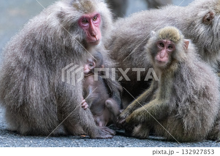 ヤクザル くつろぐ 世界自然遺産屋久島(夏 ヤクザル くつろぐ 世界自然遺産屋久島(夏 132927853