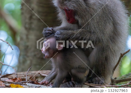 ヤクザル親子　毛づくろい　世界自然遺産屋久島(夏 132927963