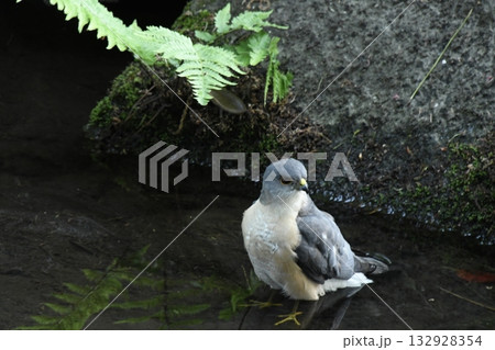 太田黒公園に来たツミ 太田黒公園に来たツミ 132928354