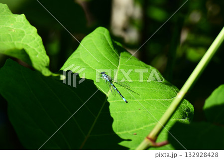 大きな葉に止まるモノサシトンボ 132928428