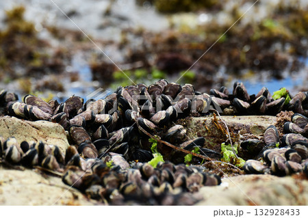 夏の磯のムラサキイガイ 132928433