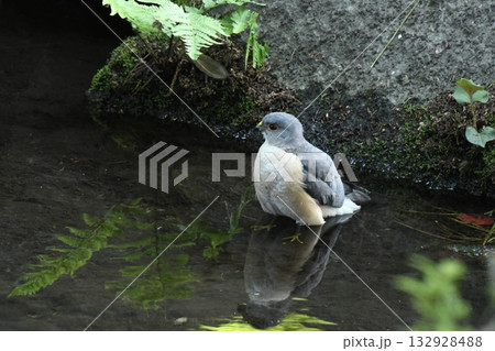 太田黒公園に来たツミ 132928488