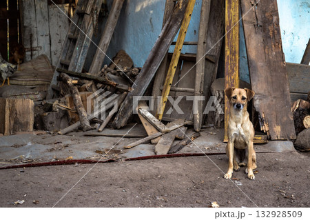 Dog standing in rustic yard with old wooden boards 132928509