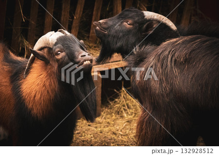 Two goats interacting in a farm setting Two goats interacting in a farm setting 132928512