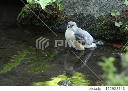 太田黒公園に来たツミ 太田黒公園に来たツミ 132928548