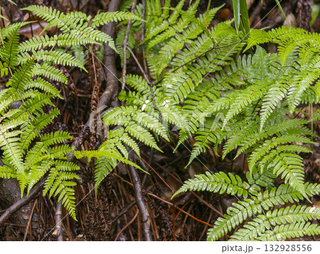 雨に濡れたシダ植物 132928556