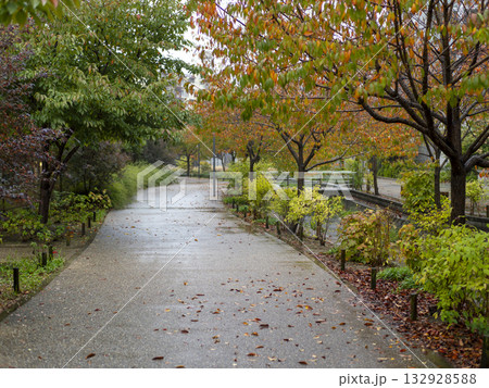 紅葉の桜並木と雨に濡れた遊歩道 132928588