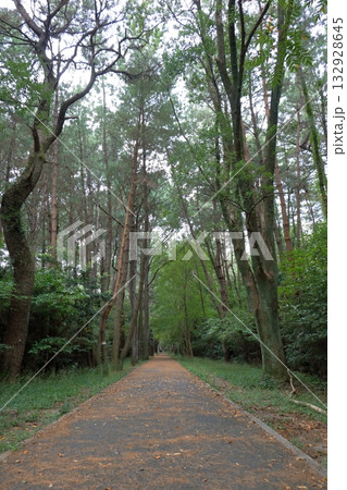 高くそびえる木々に囲まれた舗装された並木道：森の奥へと続く道 132928645
