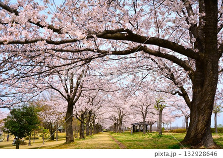 満開の咲く新潟県長岡市千秋が原ふるさとの森公園の桜 満開の咲く新潟県長岡市千秋が原ふるさとの森公園の桜 132928646