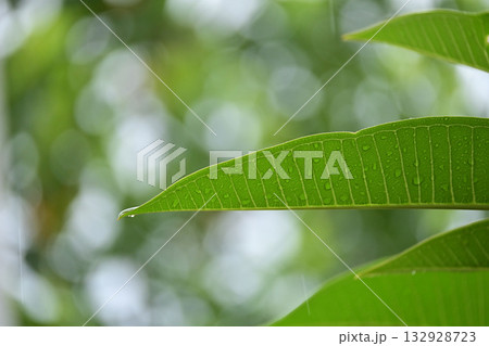 beautiful green leaf texture in springtime, water drop on frangipani leaves beautiful green leaf texture in springtime, water drop on frangipani leaves 132928723