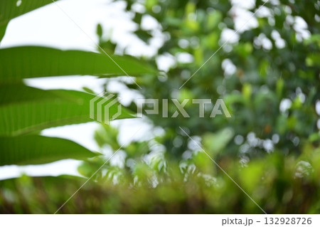 defocused beautiful green leaf texture in springtime, abstract blur natural background 132928726
