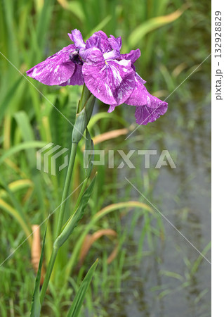 七福神・花菖蒲 七福神・花菖蒲 132928829