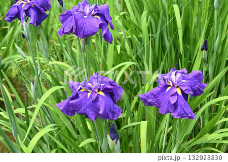 千早の昔・花菖蒲 132928830
