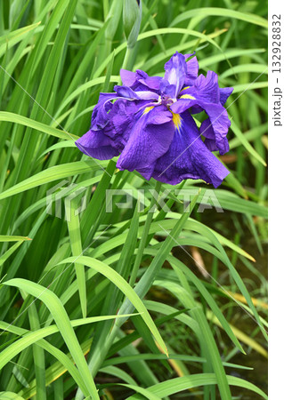 千早の昔・花菖蒲 132928832