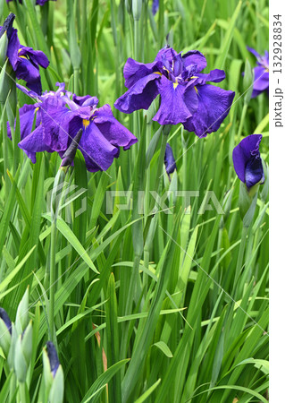 千早の昔・花菖蒲 132928834